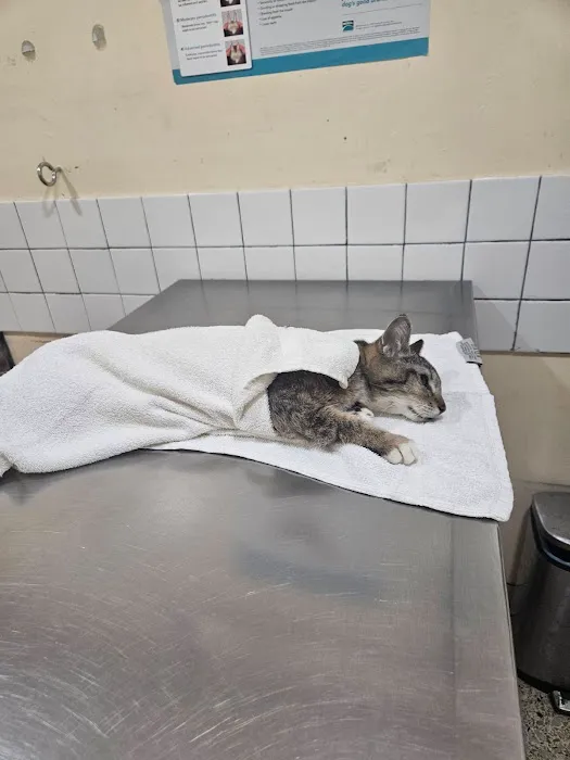 City of Angels Veterinary Specialty Center Picture 4