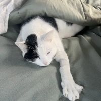 Dog and Cat Dentist, Inc. ico