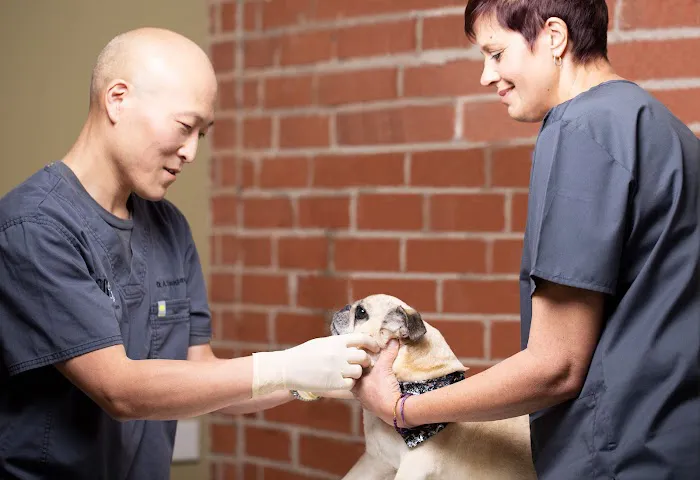 Dog and Cat Dentist, Inc. Picture 5