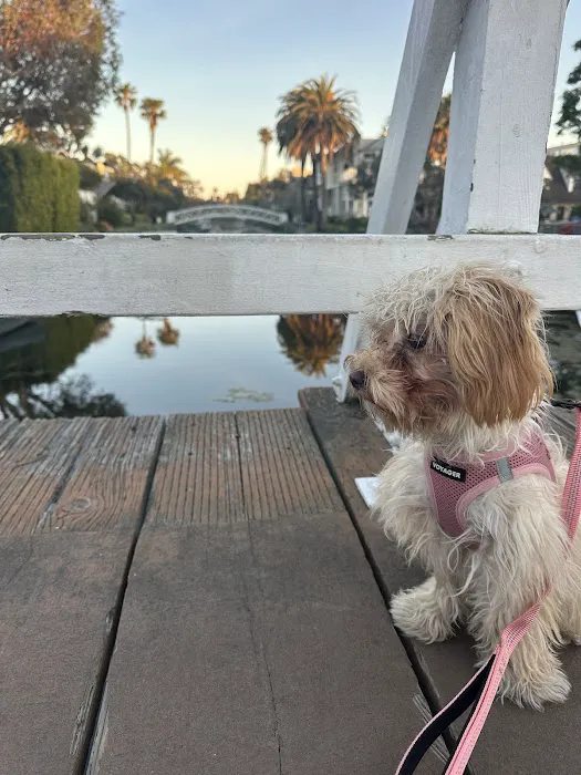 Eye Care for Animals - Culver City Picture 4
