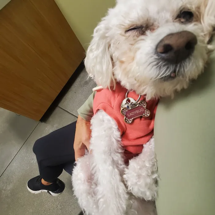 Eye Care for Animals - Culver City Picture 10