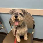 Veterinary Cancer Group LA