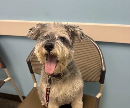 Veterinary Cancer Group LA