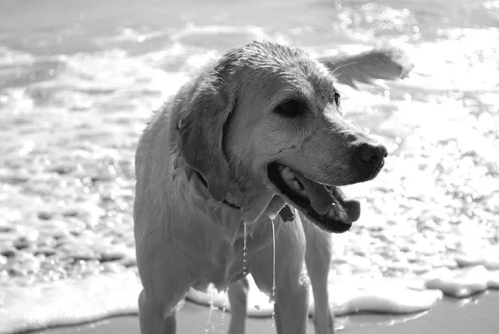 Gold Coast Mobile Veterinary Care Picture 2