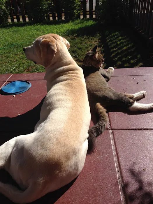 Gold Coast Mobile Veterinary Care Picture 5