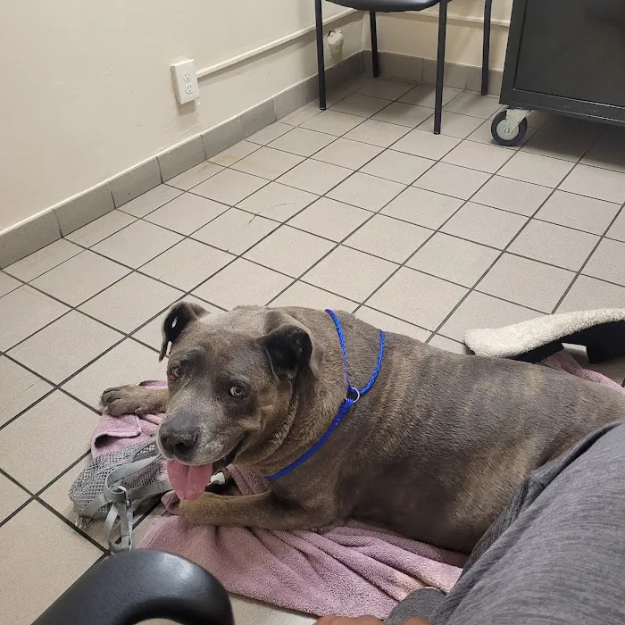 Center Sinai Animal Hospital Picture 2
