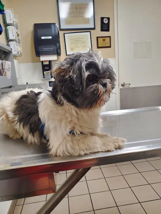Center Sinai Animal Hospital Picture 1