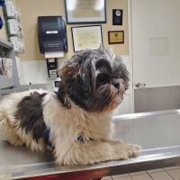 Center Sinai Animal Hospital ico