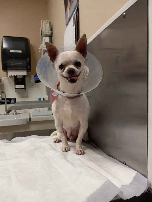 Center Sinai Animal Hospital Picture 6