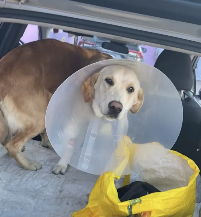 Center Sinai Animal Hospital Picture 7