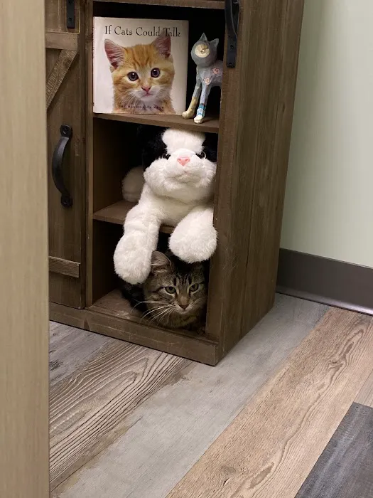 Lighthouse Veterinary Care for Cats Picture 1
