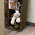 Lighthouse Veterinary Care for Cats