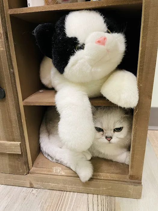 Lighthouse Veterinary Care for Cats Picture 2
