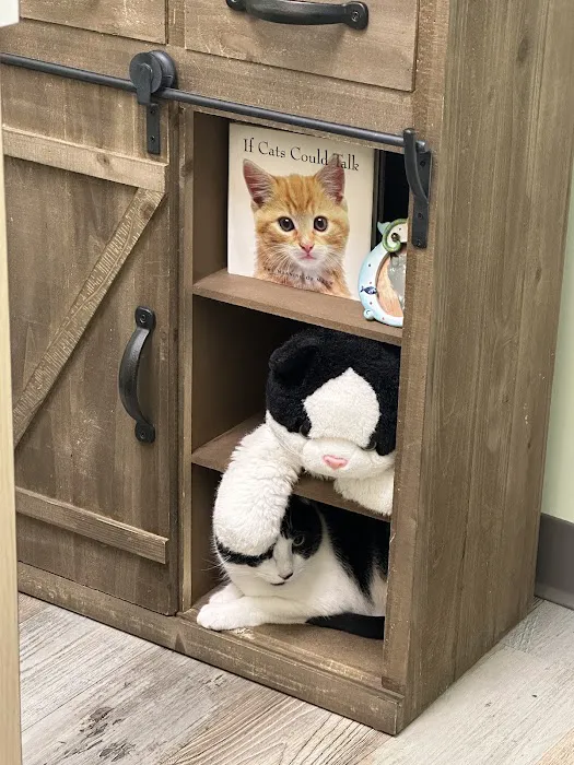 Lighthouse Veterinary Care for Cats Picture 6