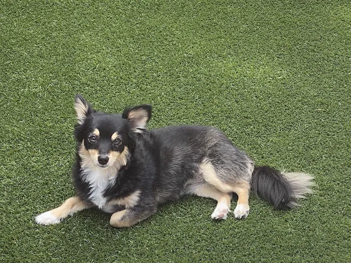 Angelus Pet Hospital Picture 8