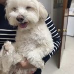 Atlantic Animal Hospital
