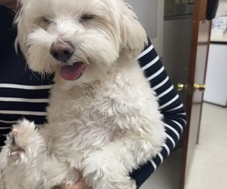 Atlantic Animal Hospital