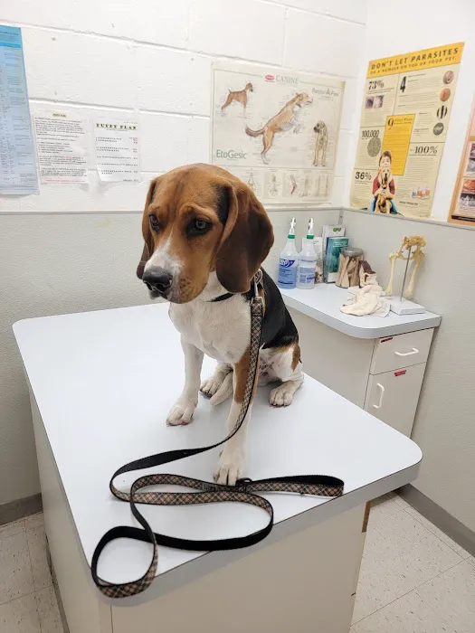 Atlantic Animal Hospital Picture 9