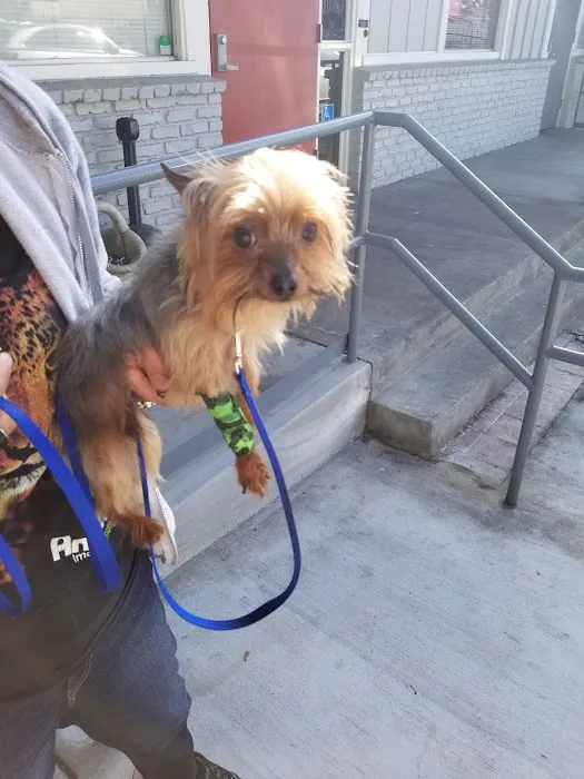 Animal-AM Emergency Clinic of Pasadena Picture 2