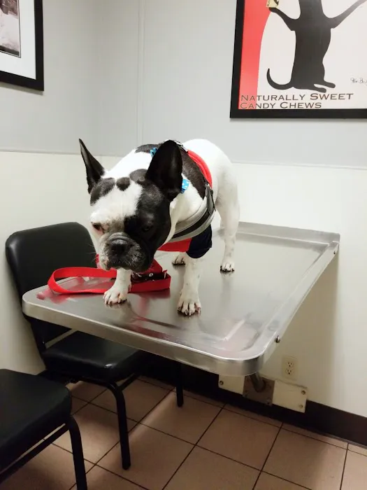 Animal-AM Emergency Clinic of Pasadena Picture 7