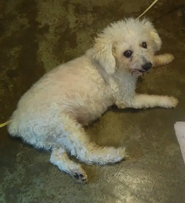 Animal-AM Emergency Clinic of Pasadena Picture 8