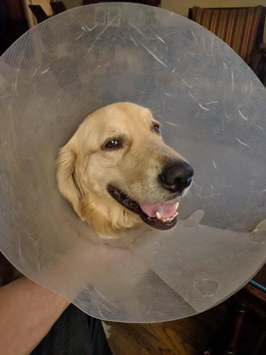 VCA Foothill Veterinary Hospital Picture 1