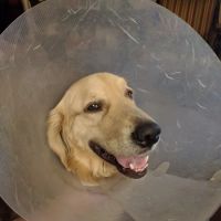 VCA Foothill Veterinary Hospital ico