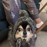VCA Foothill Veterinary Hospital ico