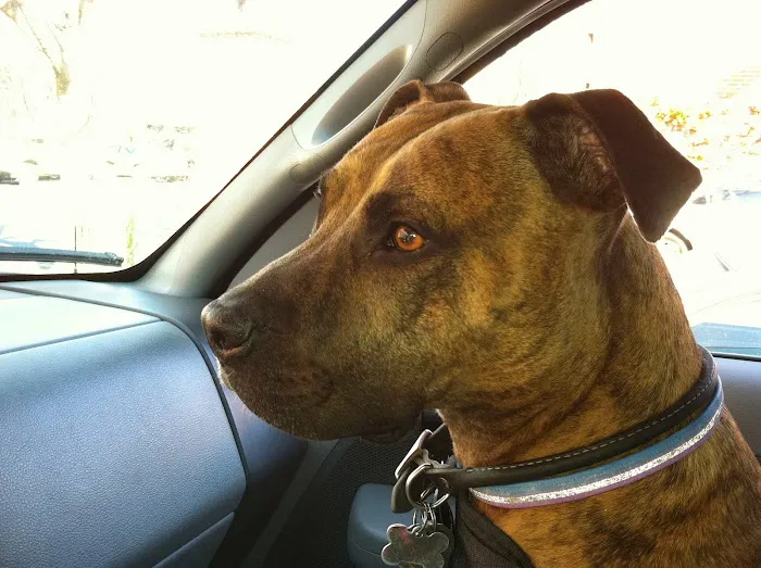 VCA Foothill Veterinary Hospital Picture 10