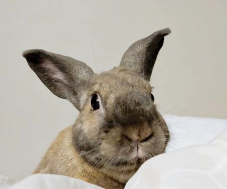 Exotic Animal Veterinary Center