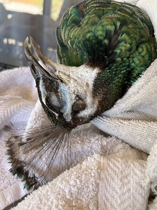 Exotic Animal Veterinary Center Picture 10