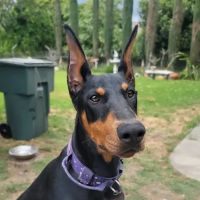 Rose City Veterinary Hospital ico