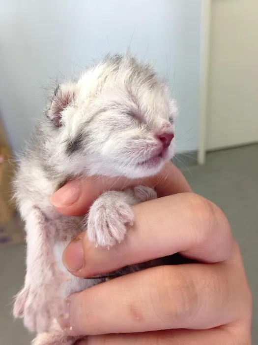 Rose City Veterinary Hospital Picture 5