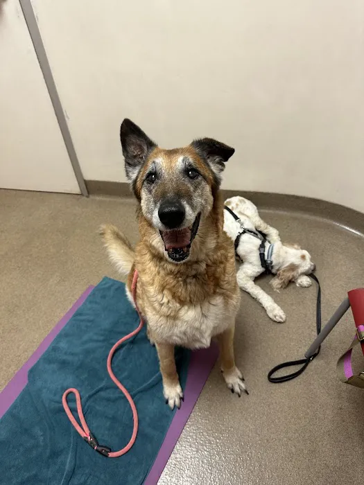 Animal Dermatology Clinic Picture 3