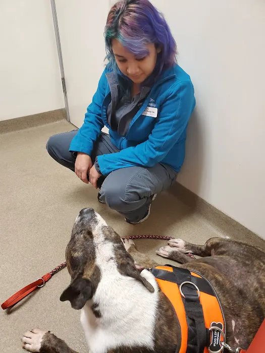 Animal Dermatology Clinic Picture 8