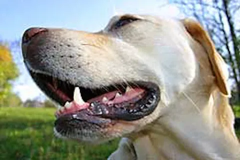 Advanced Veterinary Dentistry Picture 2