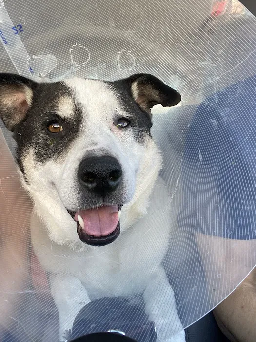 Eye Care for Animals - Pasadena Picture 1