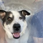Eye Care for Animals - Pasadena