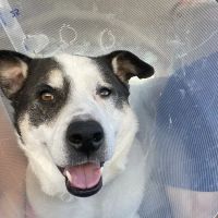 Eye Care for Animals - Pasadena ico