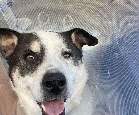 Eye Care for Animals - Pasadena