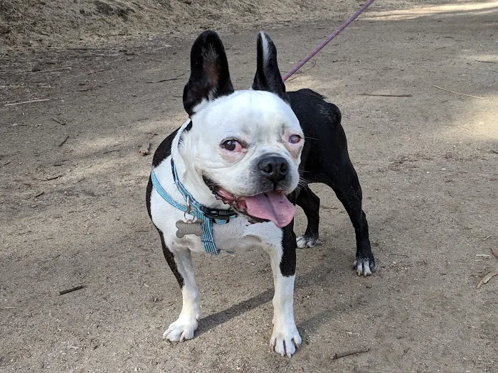 Eye Care for Animals - Pasadena Picture 3