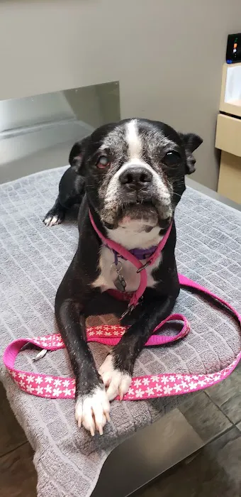 Eye Care for Animals - Pasadena Picture 5