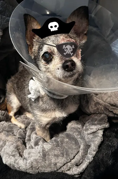 Eye Care for Animals - Pasadena Picture 9