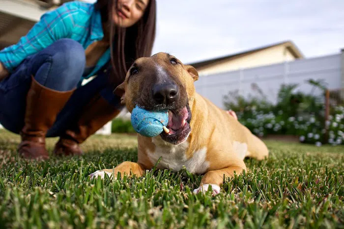 Pasadena Pets Veterinary Hospital Picture 3