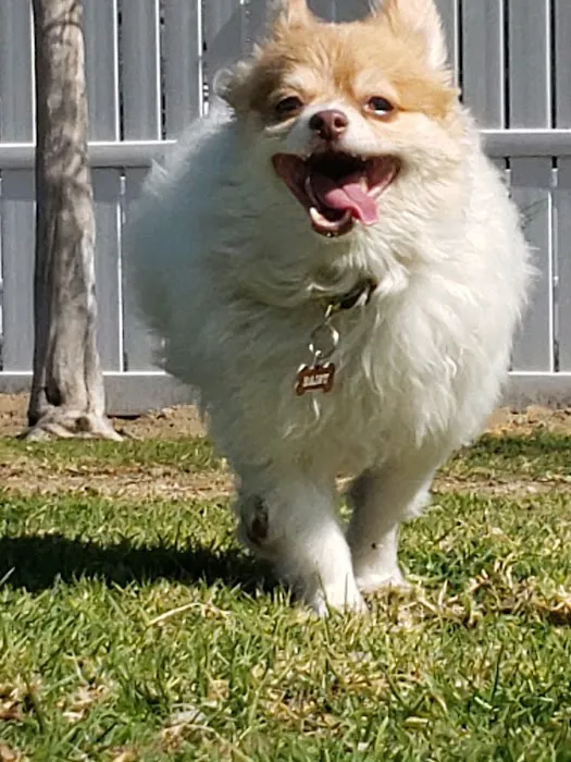 Pasadena Pets Veterinary Hospital Picture 7