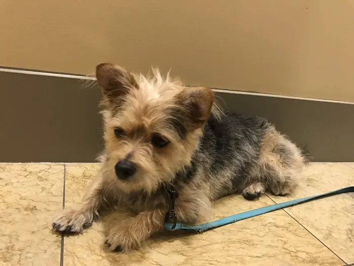 Pasadena Pets Veterinary Hospital Picture 6