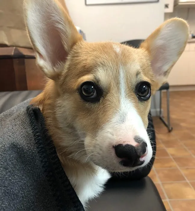 Cherry Chase Pet Hospital Picture 3