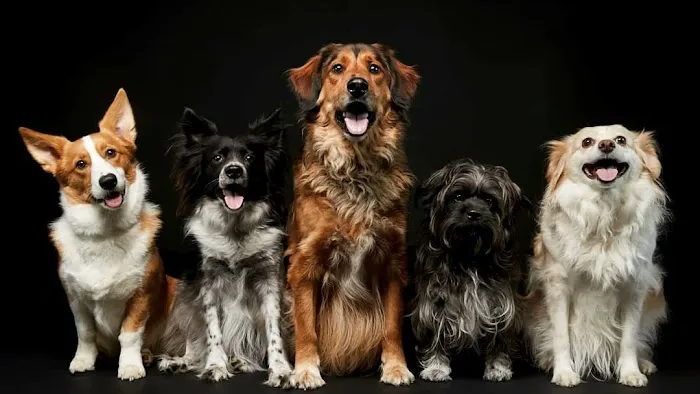 Cherry Chase Pet Hospital Picture 1