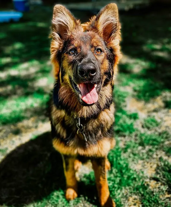 Cherry Chase Pet Hospital Picture 6