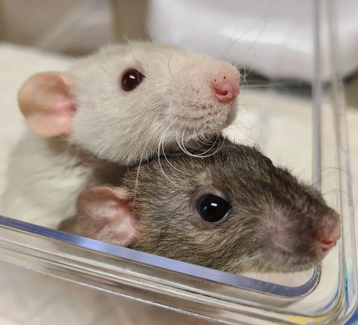 Cherry Chase Pet Hospital Picture 8